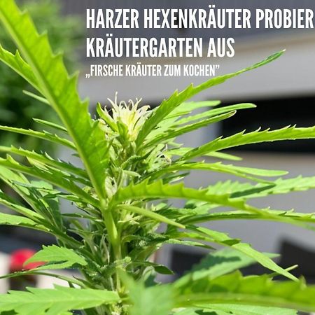 Harzer Healing Center 2024 Gemuetliche Landhauswohnung Mit Fussbodenheizung,Xxl Kochinsel,Xxl Regenduschen,Modern,Hochwertig,Persoenlich,Vollausgestattet Elbingerode  Exterior photo
