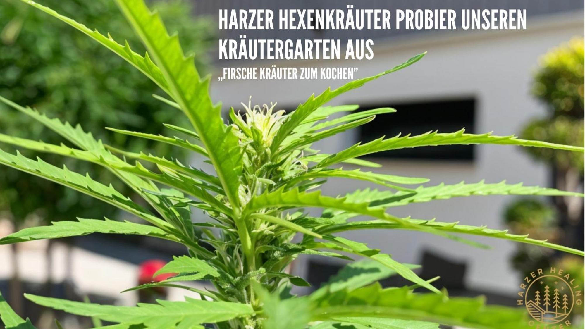 Harzer Healing Center 2024 Gemuetliche Landhauswohnung Mit Fussbodenheizung,Xxl Kochinsel,Xxl Regenduschen,Modern,Hochwertig,Persoenlich,Vollausgestattet Elbingerode  Exterior photo